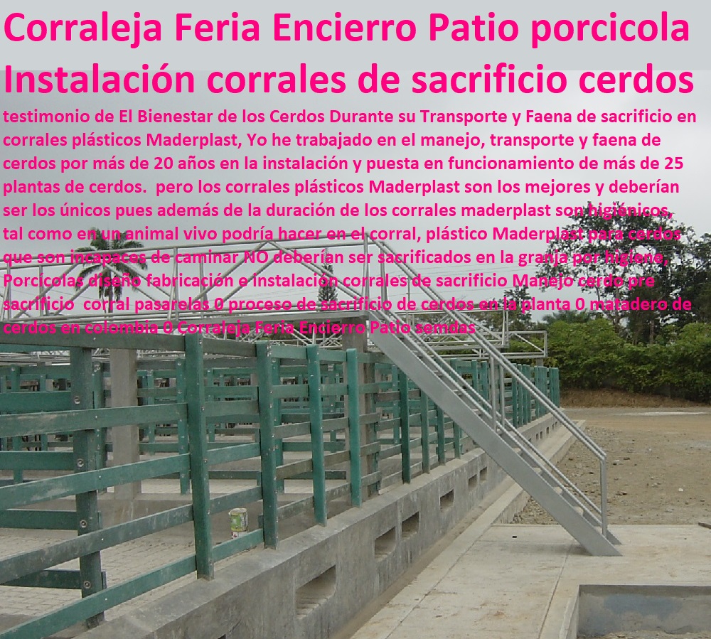 Porcícolas diseño fabricación e instalación corrales de sacrificio Manejo cerdo pre sacrificio  corral pasarelas 0 proceso de sacrificio de cerdos en la planta 0 matadero de cerdos en colombia 0 Corraleja Feria Encierro Patio sendas Porcícolas diseño fabricación e instalación corrales de sacrificio pisos jaulas comederos, porcicultura jaulas, corrales, parideras, porcinas corral, gestación cerdas, parto cerda, lechonera, destete, jaula pre ceba porcinos, corraleja, ceba, engorde cerdos, porqueriza cría de lechones, Manejo cerdo pre sacrificio  corral pasarelas 0 proceso de sacrificio de cerdos en la planta 0 matadero de cerdos en colombia 0 Corraleja Feria Encierro Patio sendas 